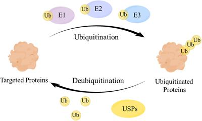 Roles of ubiquitin-specific proteases in inflammatory diseases